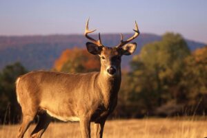 SAMUEL: Don’t fertilize oaks or mow food plots